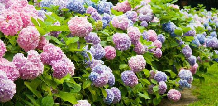 Гортензия крупнолистная сорта с фото и названиями – Гортензия крупнолистная — Гортензия — Лиственные деревья и кустарники — Декоративные деревья и кустарники