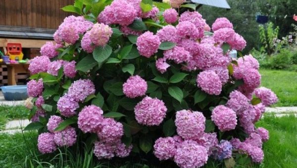Гортензия лучшие сорта – Гортензия — посадка и уход в открытом грунте. Лучшие сорта садовой гортензии