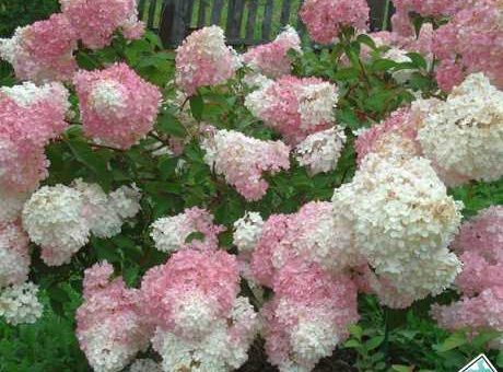 Гортензия лучшие сорта – Лучшие сорта метельчатой и древовидной гортензии: названия, описание и фото