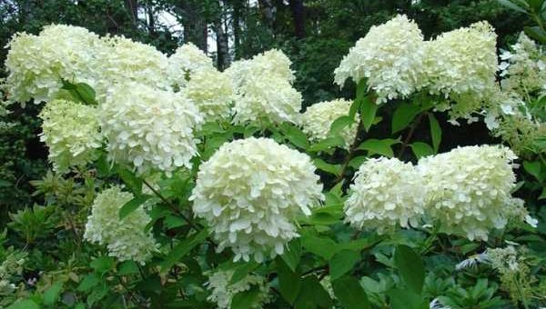 Гортензия метельчатая желтая – Гортензия метельчатая — сорта, фото в ландшафтном дизайне, цена семян и где купить в Москве и СПб