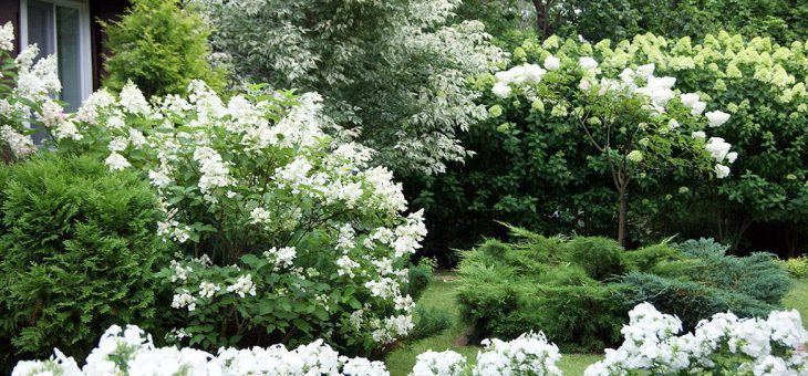 Гортензия размножение уход фото – посадка и уход в открытом грунте, фото, сорта, размножение, выращивание и сочетание в ландшафтном дизайне
