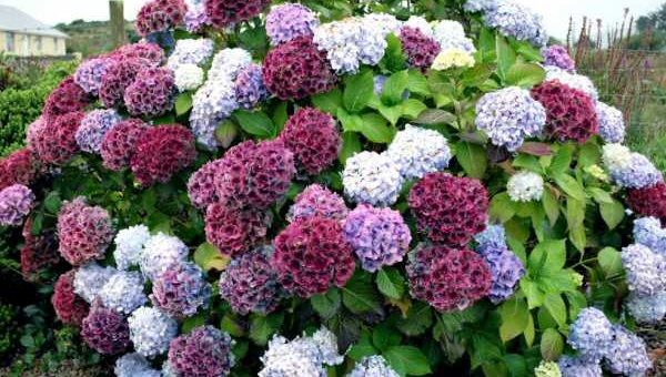 Гортензия розовая – посадка и уход в открытом грунте, фото, сорта, размножение, выращивание и сочетание в ландшафтном дизайне