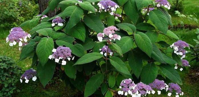 Гортензия саржента фото