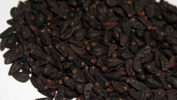 Гортензия семена фото