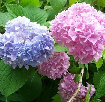 Гортензия сорта и виды фото с названием