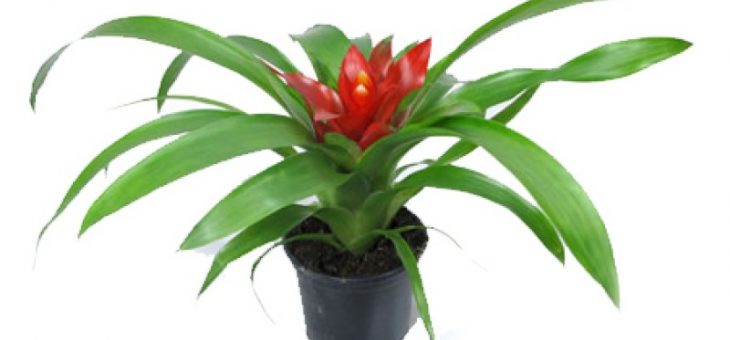 Гузмания темпо фото