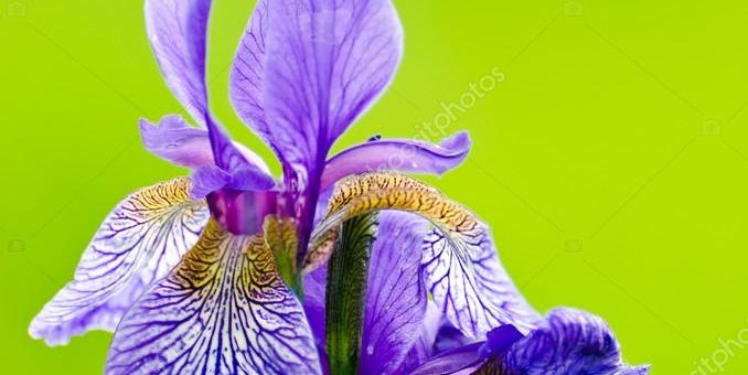 Ирис японский фото – японский ирис. Ирис японский или Ирис сибирский — Стоковое фото © Sergieiev #14693751