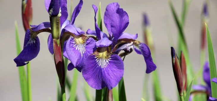 Ирис японский сорта фото с названиями – фото и описание, популярные сорта, посадка на участке и уход за растениями