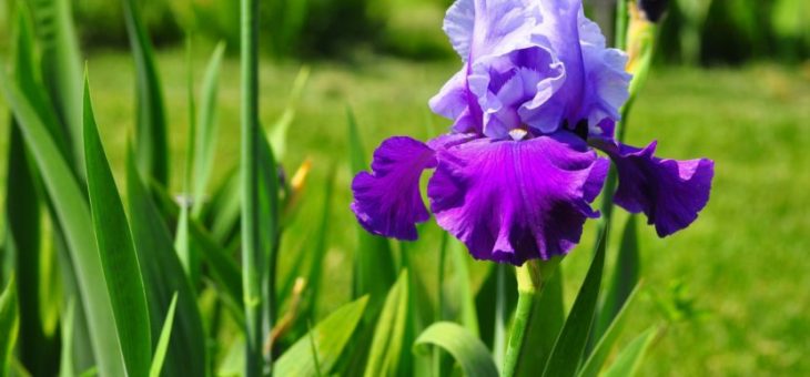 Ирисы фото цветы