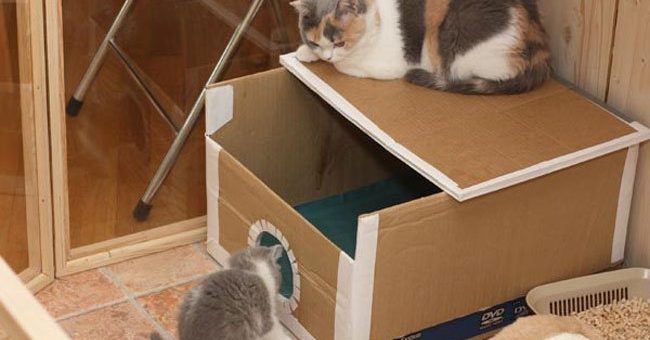 Как сделать дом коту из коробки