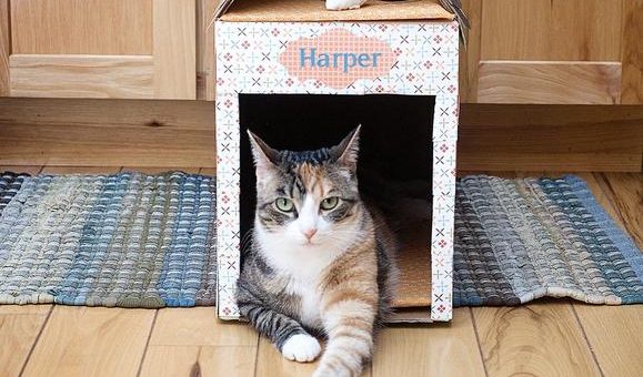 Как сделать из коробки домик для кошек – Как сделать домик для кошки из коробки 🚩 домик для кота своими руками из коробки 🚩 Оборудование и аксессуары