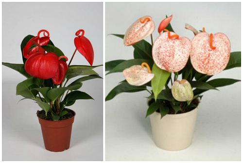 Как выглядит антуриум цветок – ботаническое описание и история возникновения растения, как выглядит на фото, каким образом ухаживать в домашних условиях, есть ли похожие цветы?