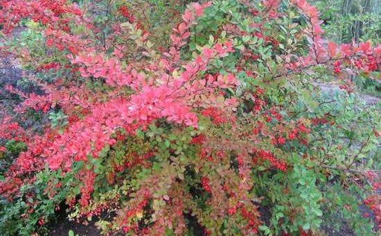 Как выглядит барбарис фото – описание, сорта, способы размножения, правила и сроки посадки, уход, защита от болезней и вредителей, применение в ландшафтном дизайне