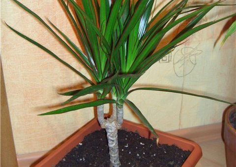 Как выглядит драцена цветок фото