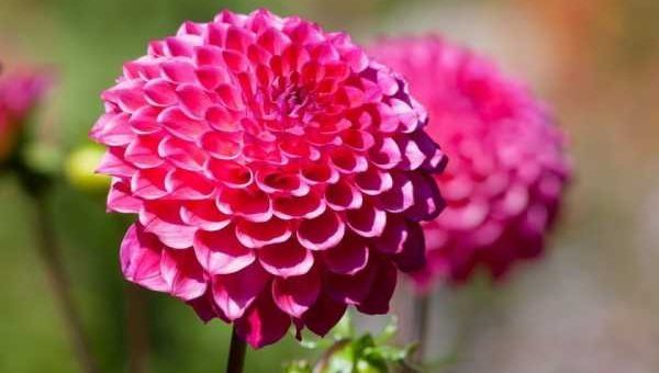 Как выглядит георгина цветок фото – однолетние, многолетние, шаровидные, помпонные, игольчатые, другие виды, лучшие сорта, посадка, уход в открытом грунте, выращивание из клубней, семян, в ландшафтном дизайне