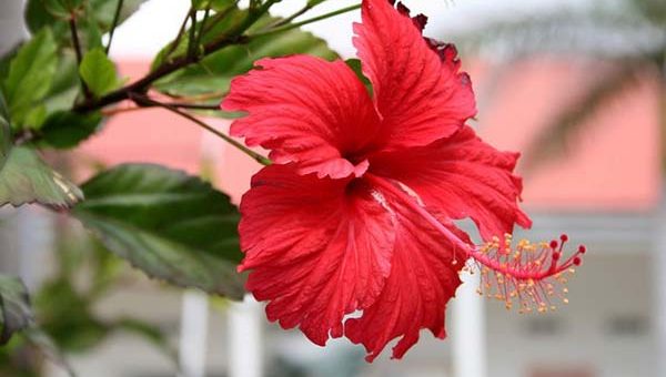 Как выглядит гибискус цветок – как выглядит комнатное растение на фото, почему его другое название Цветок смерти, что это за съедобный кустарник такой и где родина дерева?