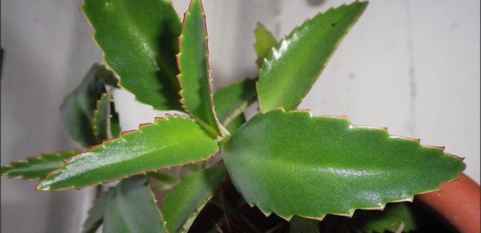 Как выглядит каланхоэ лечебный фото – применение в народной медицине, косметологии, способы, рецепты, противопоказания, приготовление сока из листьев