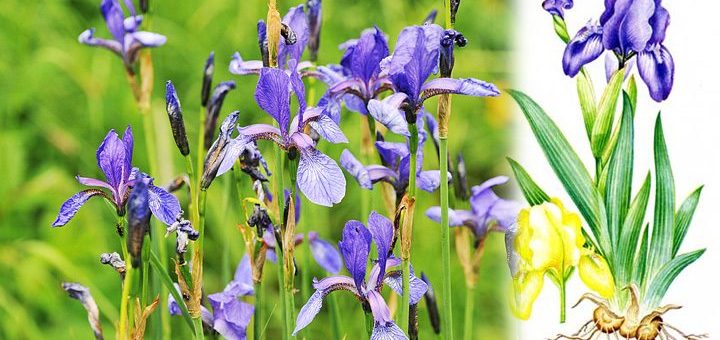 Как выглядит касатик фото