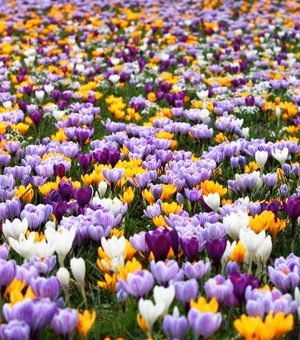 Как выглядит крокус цветок – Крокус цветок когда цветет. Уход за цветком крокус в домашних условиях. Красивые листья весенних и осенних крокусов