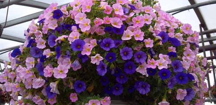 Как выглядит петуния – что это за растение, его описание и фото, сколько и как живет в вазоне на балконе и в горшке на улице и как выглядят цветы помельче, похожие на нее?