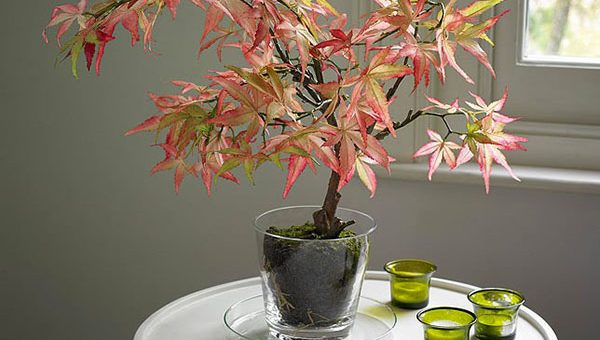 Как выглядят семена глицинии фото – как правильно сажать и выращивать в домашних условиях, а также фото того, как выглядит посевной материал, плюсы и минусы такого товара из Китая