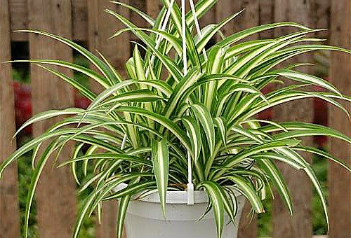 Как хлорофитум цветет – Комнатный цветок Хлорофитум — советы по уходу за хохлатым, кудрявым и оранжевым хлорофитумом в домашних условиях, пересадка и размножение, отзывы цветоводов