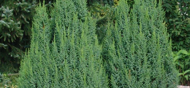 Какие бывают можжевельники название и фото – фото, названия разновидностей, описание видов и сортов, уход и размножение можжевельника