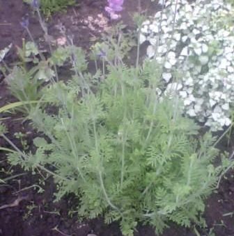 Какого цвета лаванда – Лавандовый — Какого цвета бывает Лаванда, для чего она употребляется? ? Откуда её Происхождение?? — 22 ответа