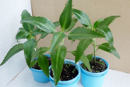 Каланхоэ фото лекарственный – Каланхоэ лекарственный и многочисленные его разновидности: фото, названия, описание