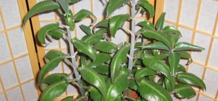 Каланхоэ как нарисовать – Виды каланхоэ — Блоссфельда, Мангина, Перистое, Дергемона, фото + видео