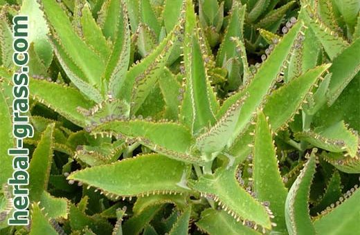 Каланхоэ лечебный фото – Каланхоэ перистое — фото, полезные и лечебные свойства, лечение, применение, противопоказания