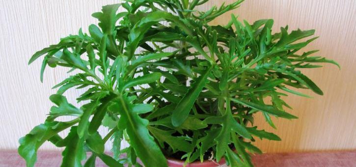 Каланхоэ оленьи рожки лечебные свойства – ОЛЕНЬИ РОГА *** ОЛЕНЬИ РОЖКИ *** КАЛАНХОЭ ПЕРИСТОЕ *** КАЛАНХОЭ ЗУБЧАТОЕ *** КАЛАНХОЭ РАССЕЧЕННОЕ *** КАЛАНХОЭ ДОЛЬЧАТОЕ