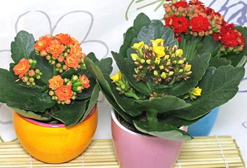 Каланхоэ сорта и виды