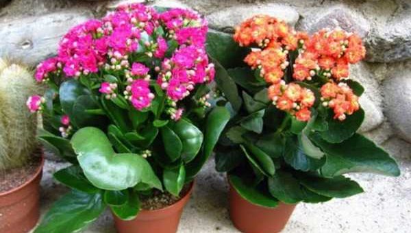Каланхоэ виды с фото и названиями – виды цветка, названия и фото сортов, в том числе Мангина, Розалина, живородящее, трубкоцветное, махровое и Ти Сенто, а также особенности ухода