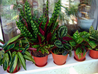 Калатея бахема фото – что это за цветок, его фото и описание, декоративность листьев, виды комнатного растения, а также особенности ухода в домашних условиях