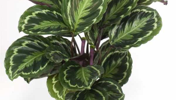 Калатея фото цветение – фото, название, описание, лубберса, полосатая, сандериана, зебрина, розеопикта, орбифолия, дотти, литл принцесс, родина, значение цветка