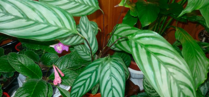 Калатея фото уход – уход в домашних условиях, фото, размножение, пересадка, почему сохнет и желтеет