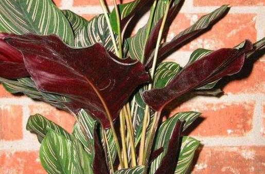 Калатея лубберса – фото, название, описание, лубберса, полосатая, сандериана, зебрина, розеопикта, орбифолия, дотти, литл принцесс, родина, значение цветка