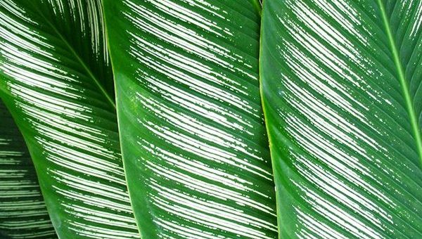 Калатея растение – фото, название, описание, лубберса, полосатая, сандериана, зебрина, розеопикта, орбифолия, дотти, литл принцесс, родина, значение цветка