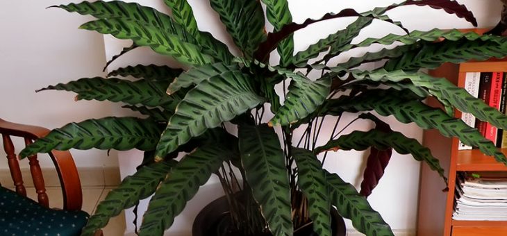 Калатея варшевича – Секрет ухода в домашних условиях за цветущим многолетником «калатеей варшевича»