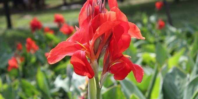 Канна фото – Посадка и уход за каннами в открытом грунте и выращивание в саду, фото цветов и сортов канн