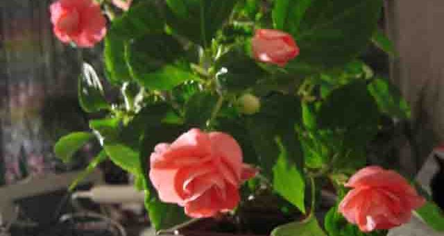 Карликовый бальзамин – ﻿бальзамин ампельный: описание, фото, история появления, сорта, в т.ч. уоллера махровый, правила посадки и ухода, а также болезни растения и борьба с ними