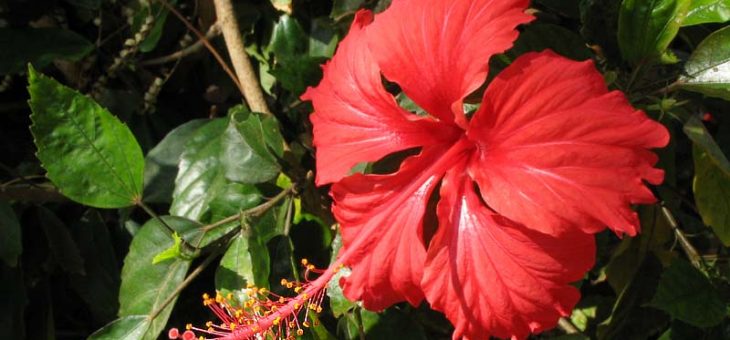 Картинка гибискус – Смайлик картинки Гибискус (китайская роза) анимация гифка фото рисунок Розы