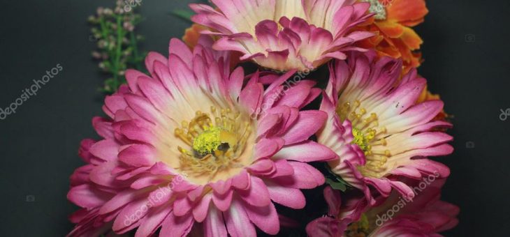 Картинки самые красивые хризантемы – фото и картинки розовая хризантема, скачать изображения на Depositphotos®