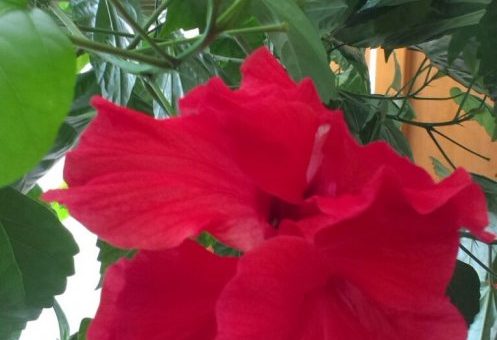 Китайская роза или гибискус фото – что это за цветок, каково его научное название, какие у него есть сорта и виды, а также фото того, как выглядит комнатное растение