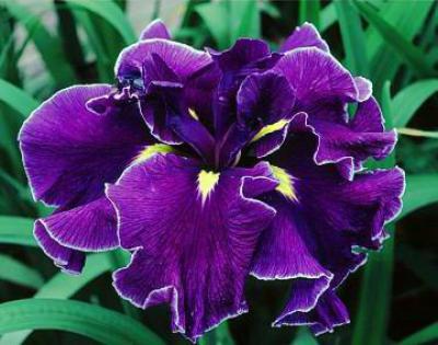 Китайский ирис фото – Японские ирисы — фотографии лучших сортов самого красивого цветка