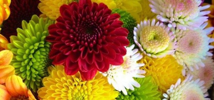 Классические итальянские кухни фото – Итальянские классические кухни (из Италии, в классическом стиле, классика) — купить в Москве в интернет-магазине от 16799 руб. до 2237338 руб. — фото, цены