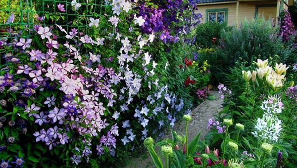 Клематис белый кустовой – особенности растения, агротехника, посадка, обрезка, сочетание с другими растениями, применение в ландшафтном дизайне