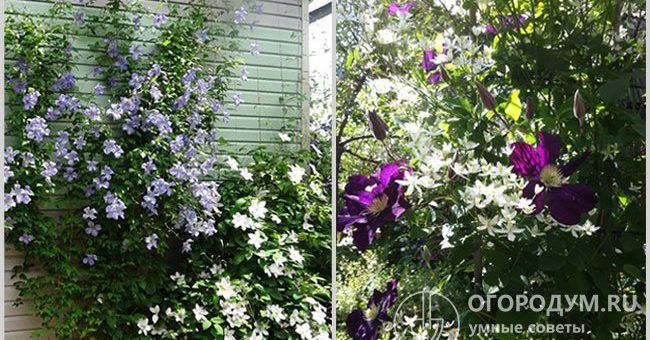 Клематис белый мелкоцветковый фото – особенности растения, агротехника, посадка, обрезка, сочетание с другими растениями, применение в ландшафтном дизайне