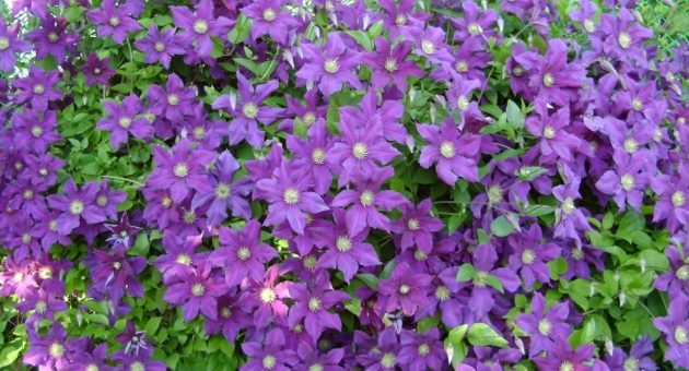 Клематис разновидности – посадка и уход в открытом грунте, выращивание и размножение сорта, фото, сочетание в ландшафтном дизайне